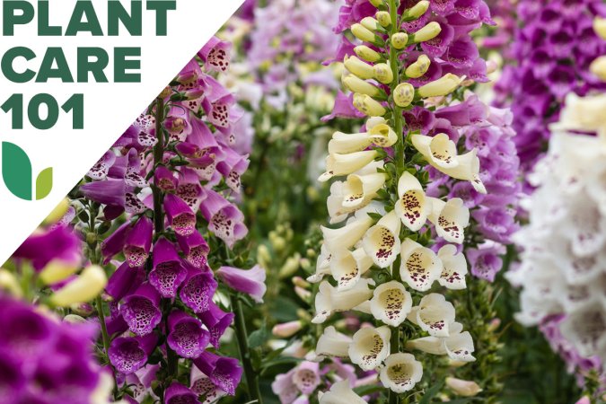 Foxglove flowers growing in a home landscape.