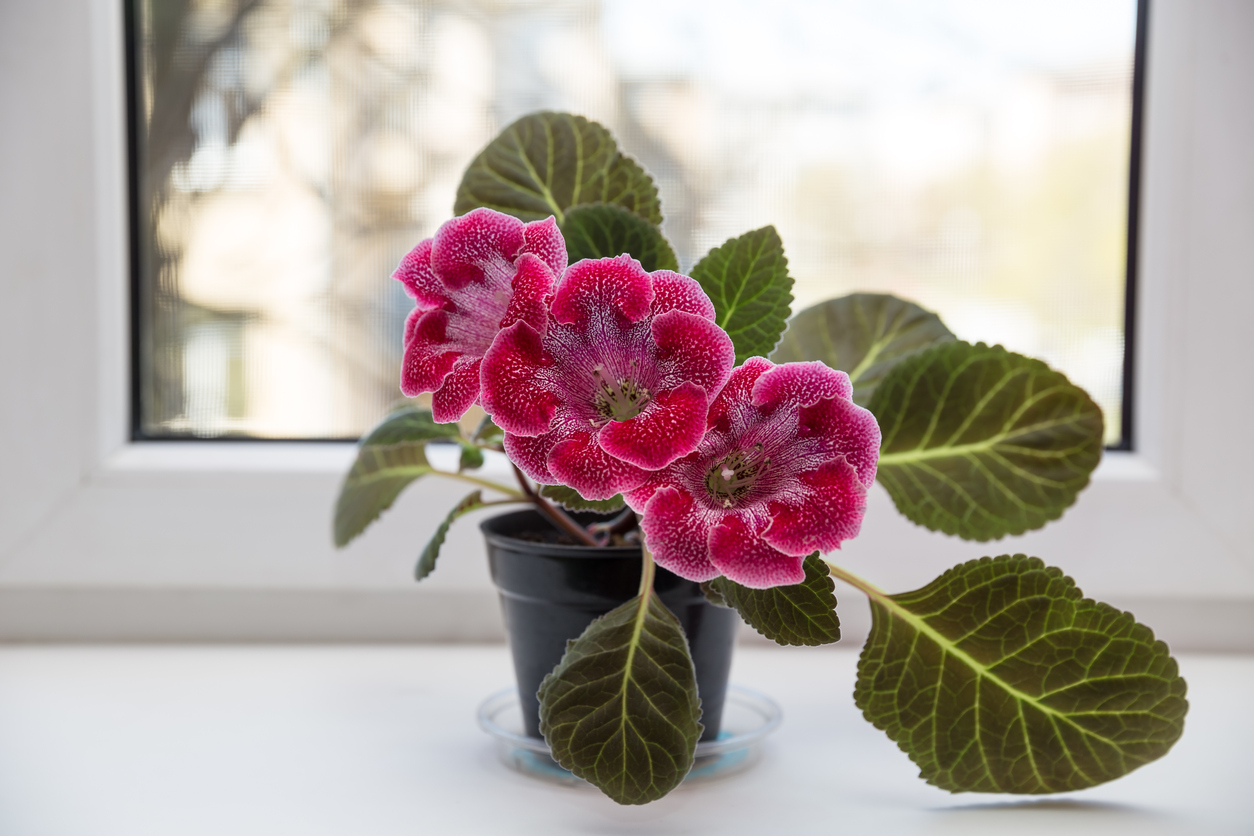 Crimson spotted gloxinia (sinningia) on the windowsill