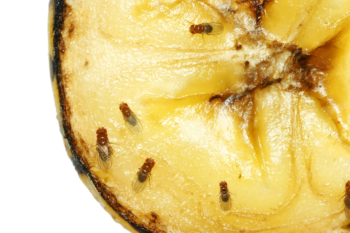 Fruit flies on slice of banana.