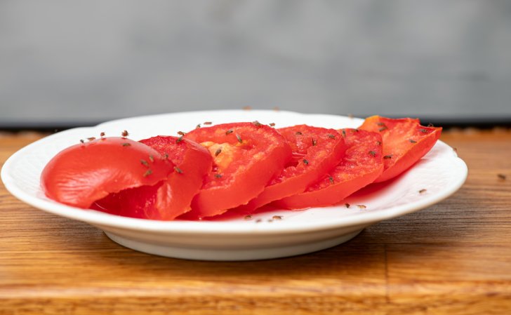 Fruit flies (Drosophila) on a small white plate of chopped tomato pieces in a home kitchen.