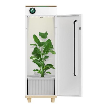  The Hey Abby Grow Box OG Hydroponic System with its door open to reveal a very tall and healthy bird of paradise plant growing inside.