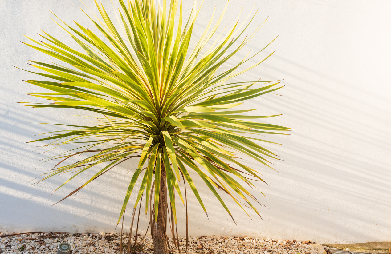 Close up of yucca plant in outdoor garden with shadows from afternoon sun.