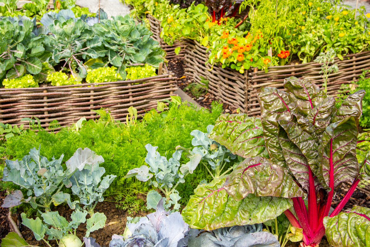 A-garden-of-edimental-plants-includes-rainbow-chard-and-nasturtiums.