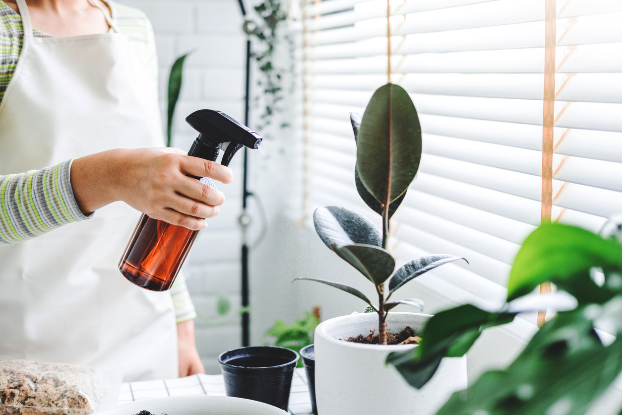 Asian Woman hand spray on leave plants in the morning at home using a spray bottle watering houseplants Plant care concept