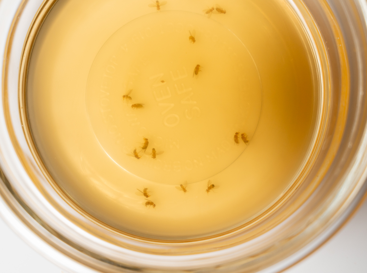 Fruit flies collected in a glass bowl with cider vinegar.