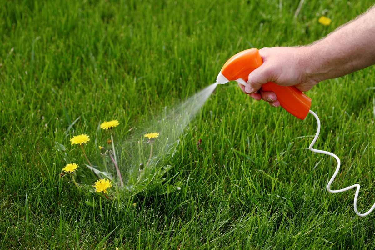 Spraying dandelion weed in lawn.