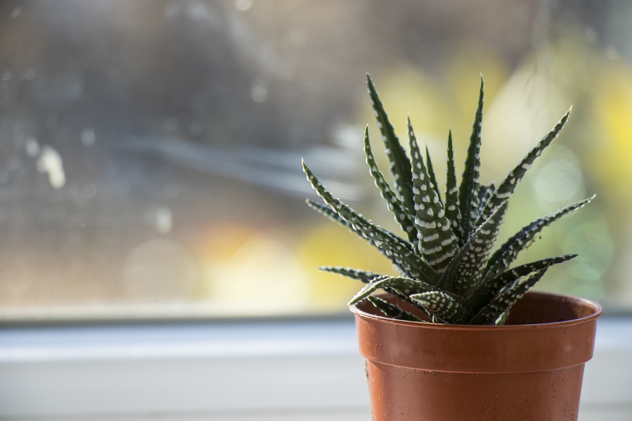 Haworthia succulent on a windowwill, daylight