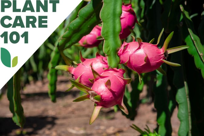 A dragon fruit plant growing in a home garden with plant care 101 graphic overlay.