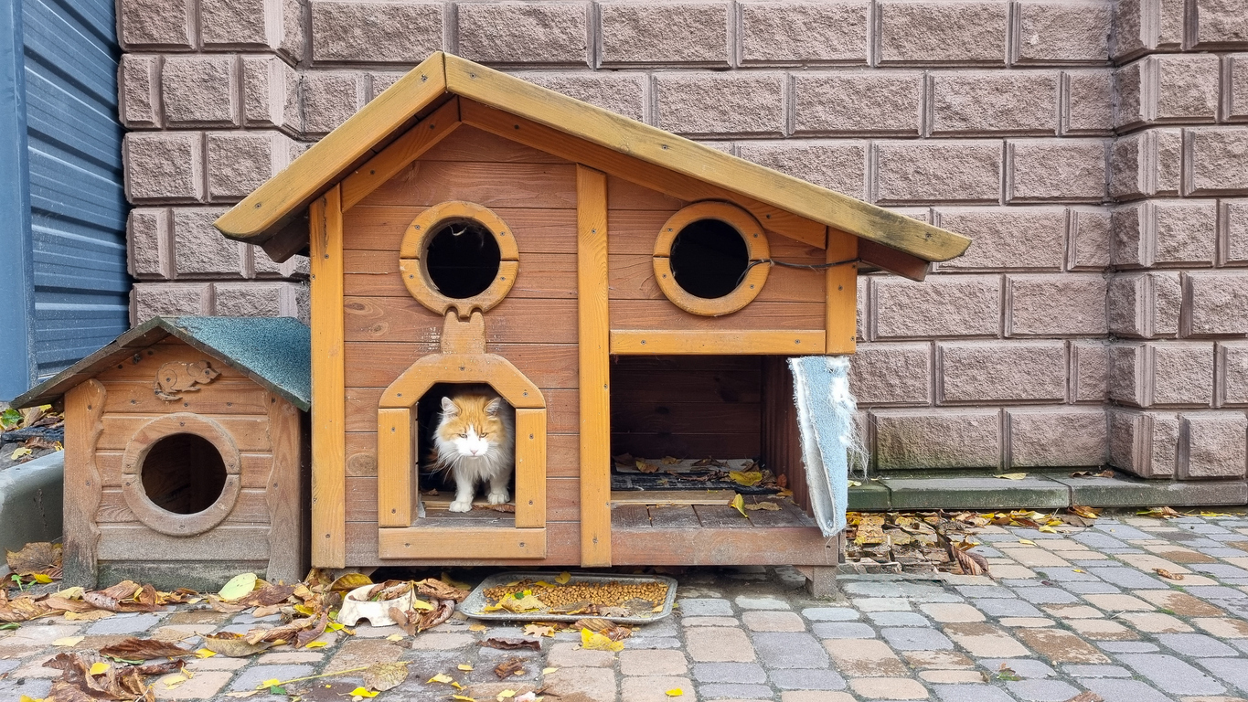 stray cat sitting in outdoor wooden cat house.