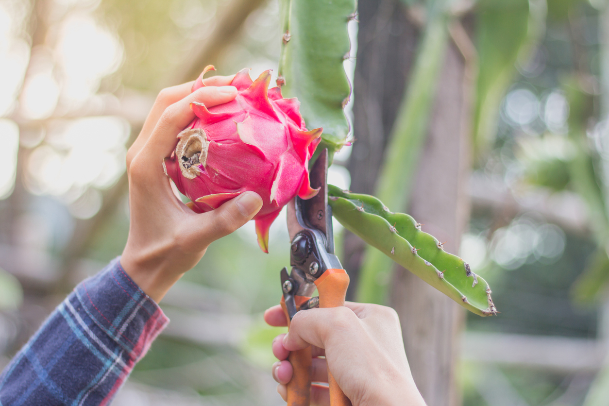 Propagating a dragon fruit plant with orange shears.