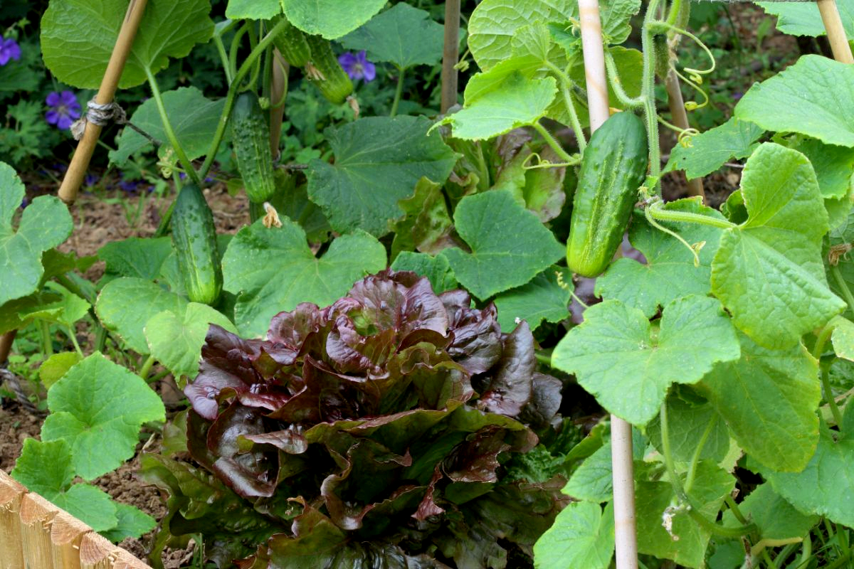 15 Companion Plants for Cucumbers and 5 to Keep Away