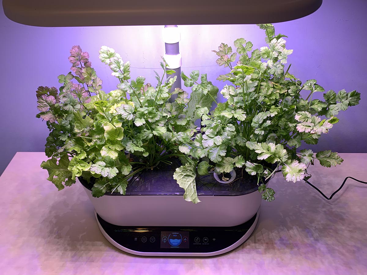 The Best Hydroponic System Aerogarden 2