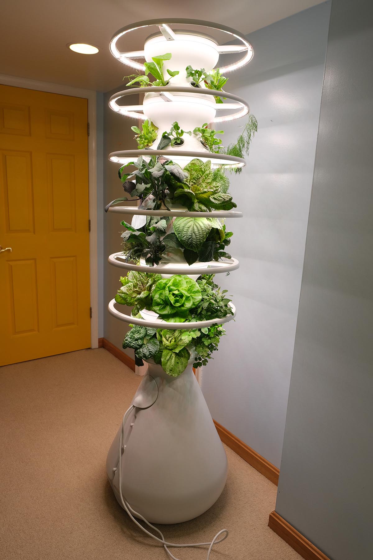 The Best Hydroponic System Option Lettuce Grow 1