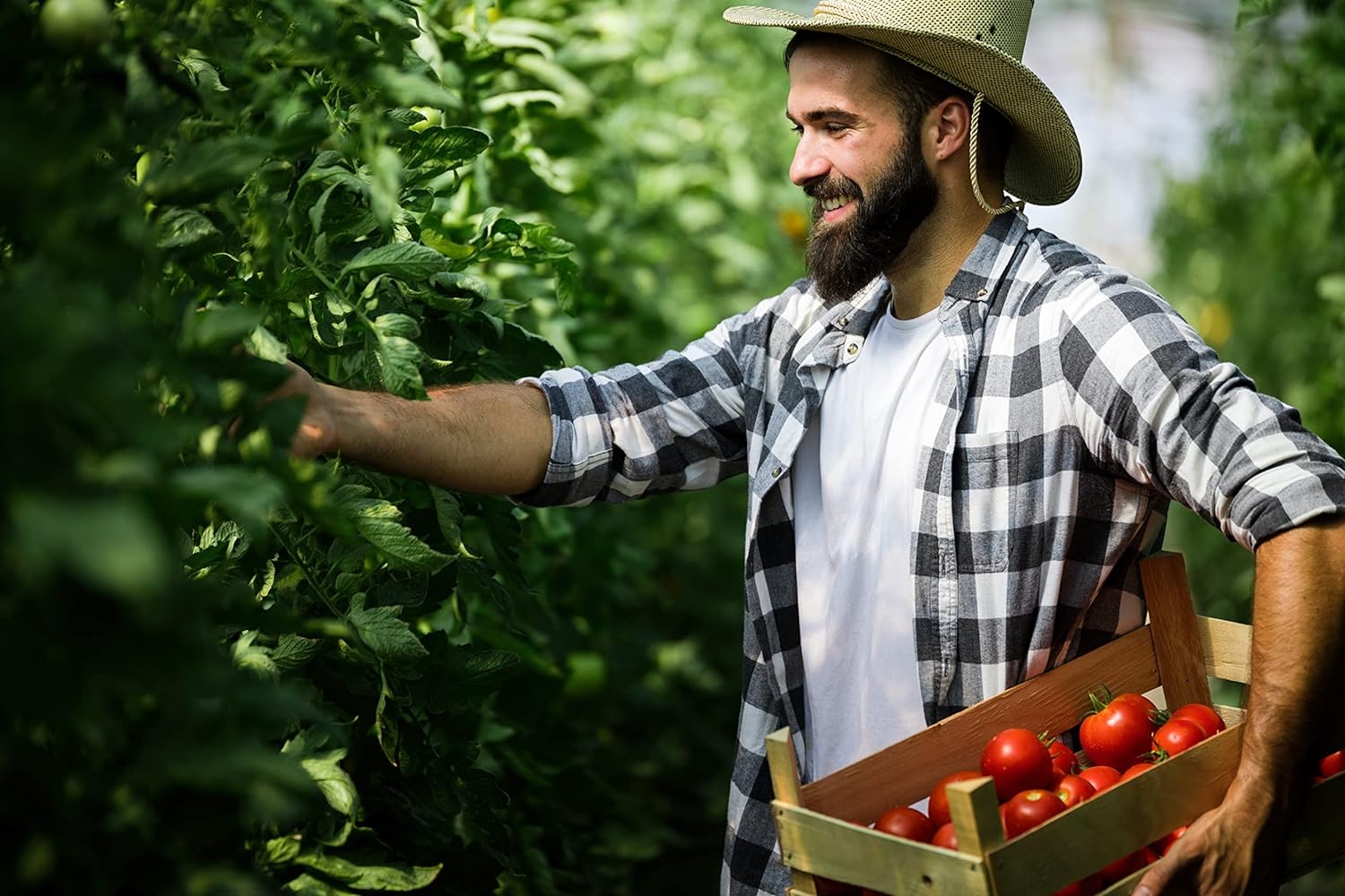 The Best Tomato Cages Option