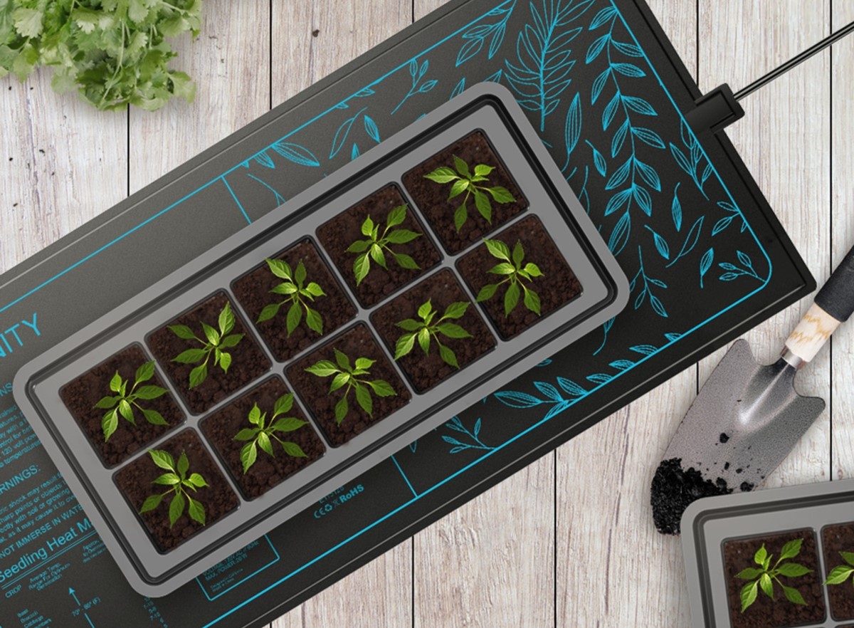 Young seedlings in tray on heat mat.