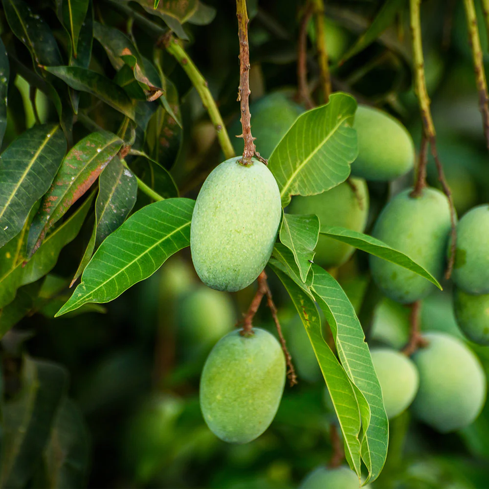 A close up on the fruit of a condo mango tree.