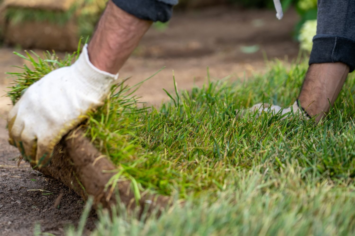 Cost of Sod vs. Seed: 7 Factors to Consider When Budgeting for a New Lawn