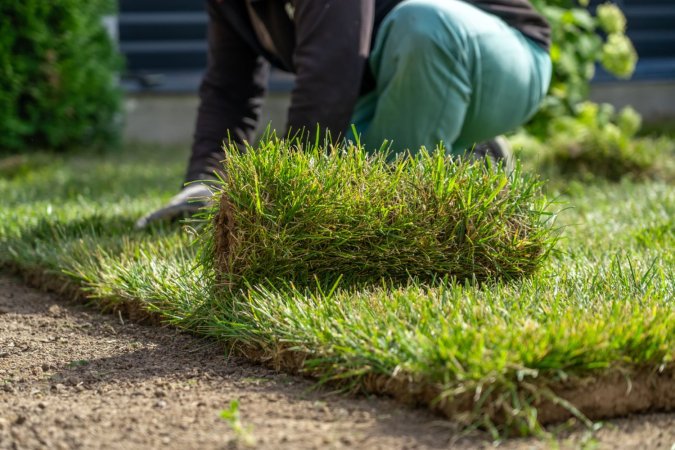 Cost of Sod vs. Seed