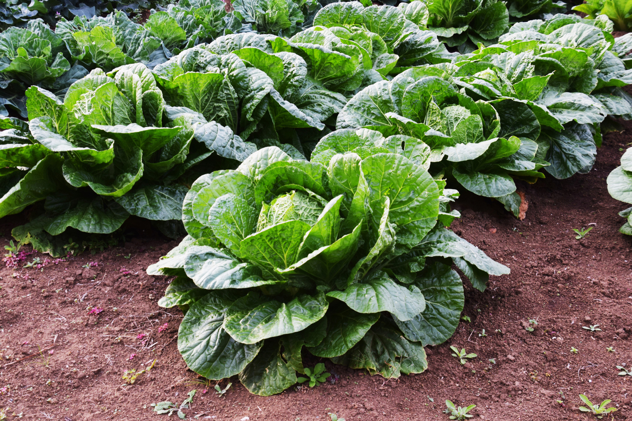 Bright green cabbage plants growing in a row.