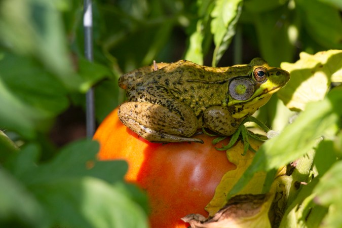 Bumpy green frog sitting on red tomato in garden.