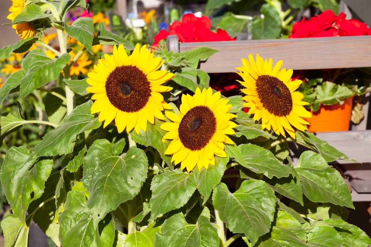 Three sunflowers in garden.