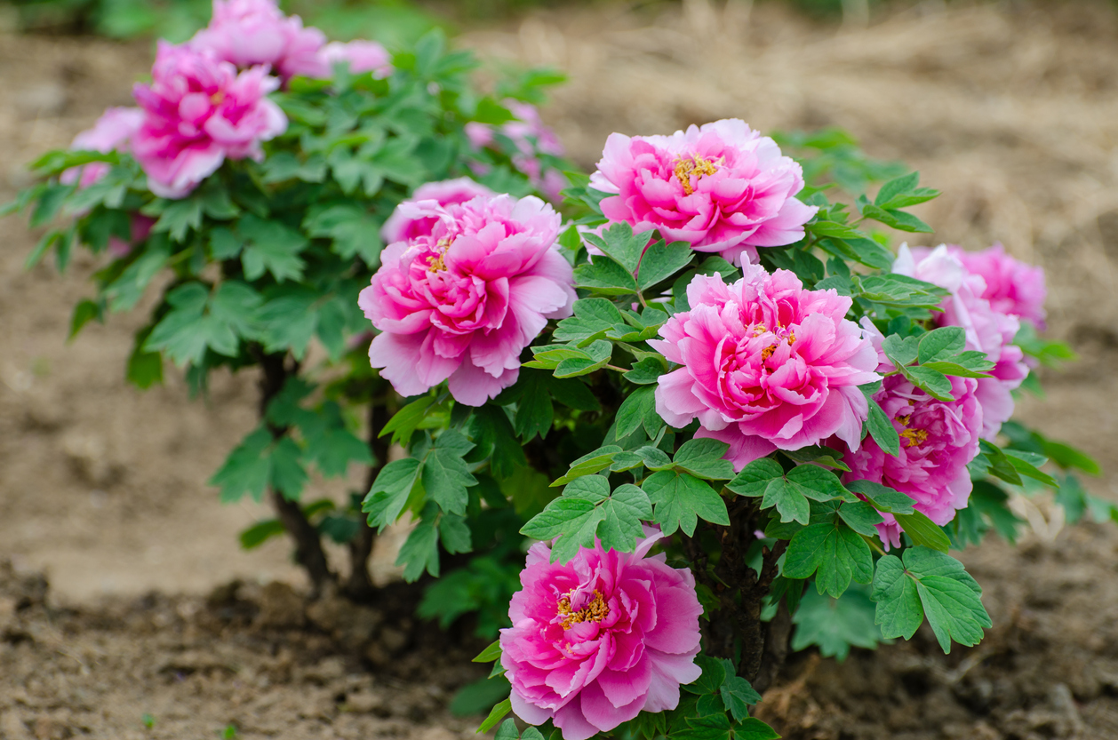 Light pink peonies growing in patch of dirt.