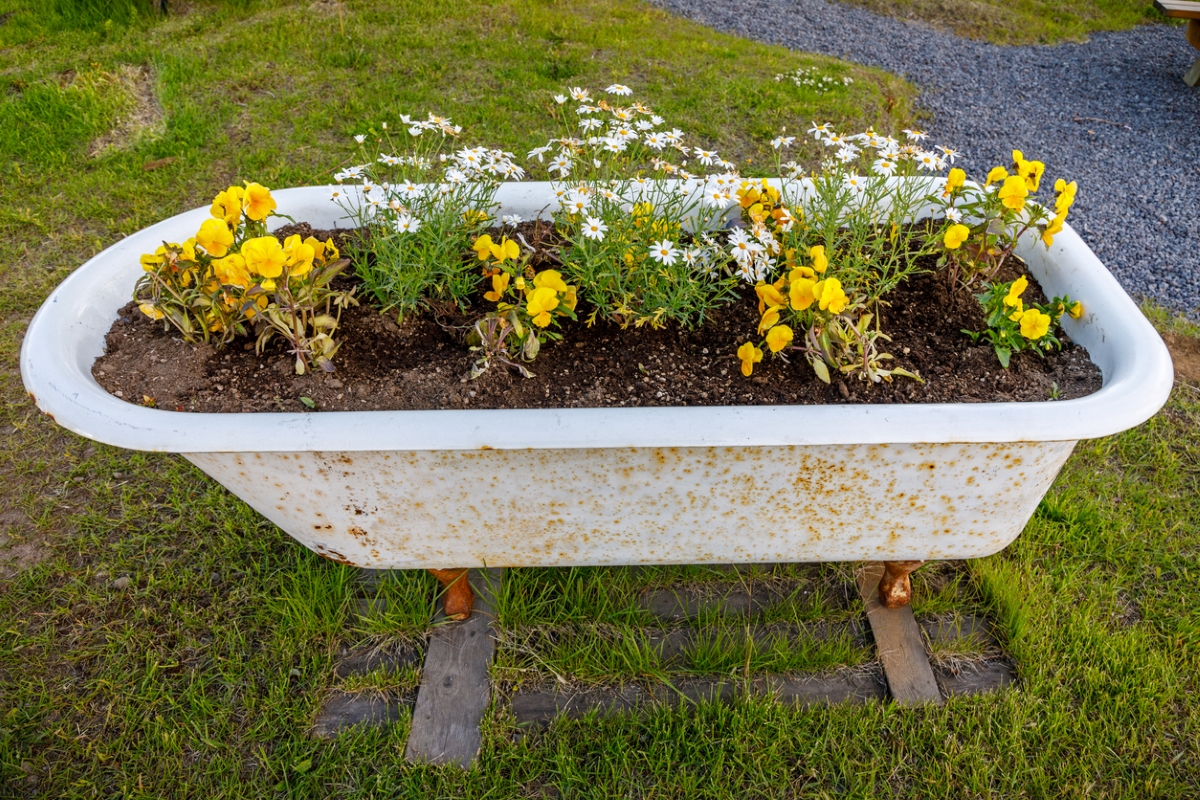 Old bathtub used as flower garden.