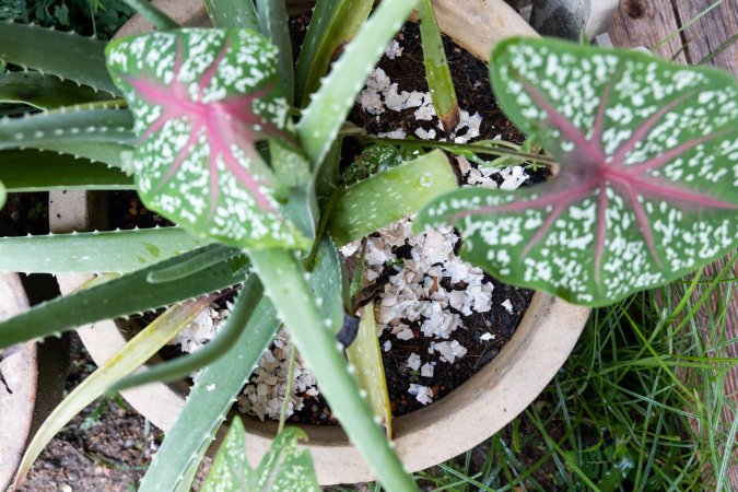 Eggshells sprinkled in the soil of a potted plant.