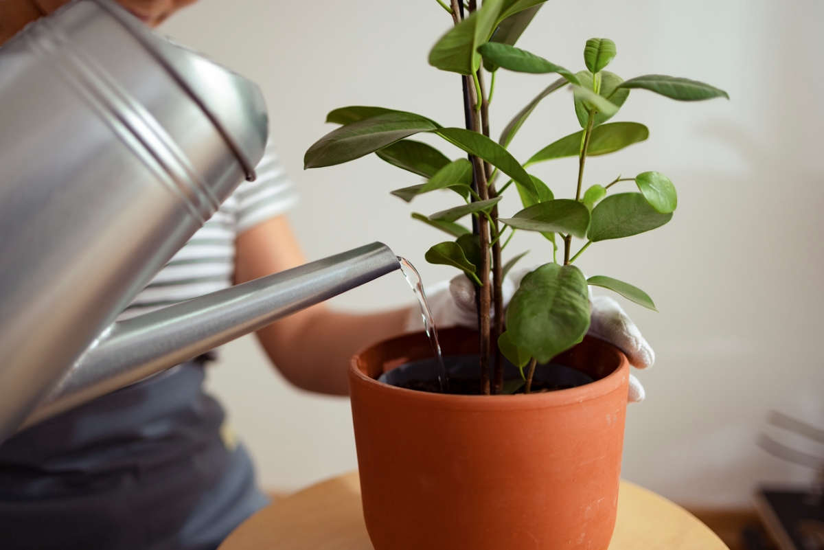 Person using silver water can to water potted plant.