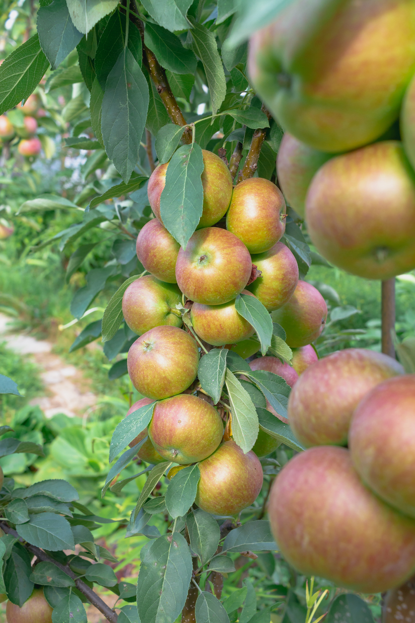 Columnar Apple Tree.