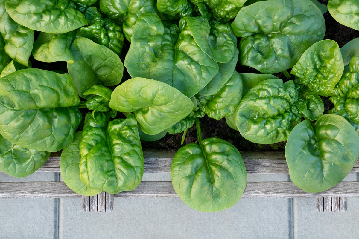 Spinach plants in garden bed.