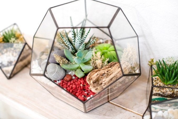 Succulents in glass terrarium.