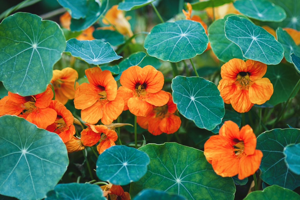 Orange nasturtium flowers with green leaves.