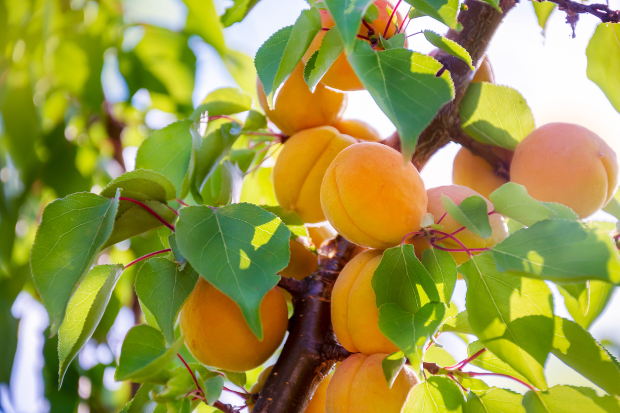 Early Golden Apricot Tree in the sun.