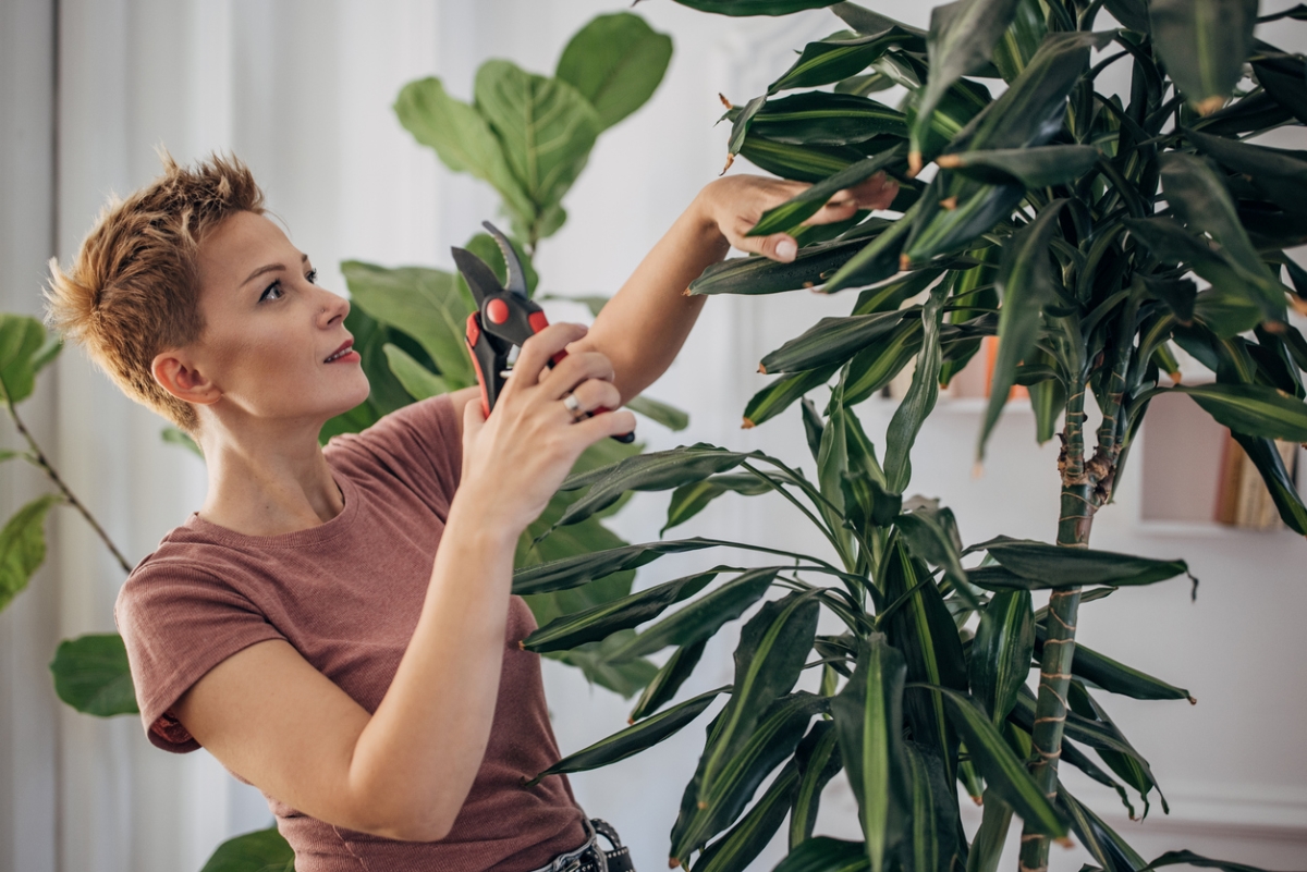 Woman using shears to prune tall houseplant.