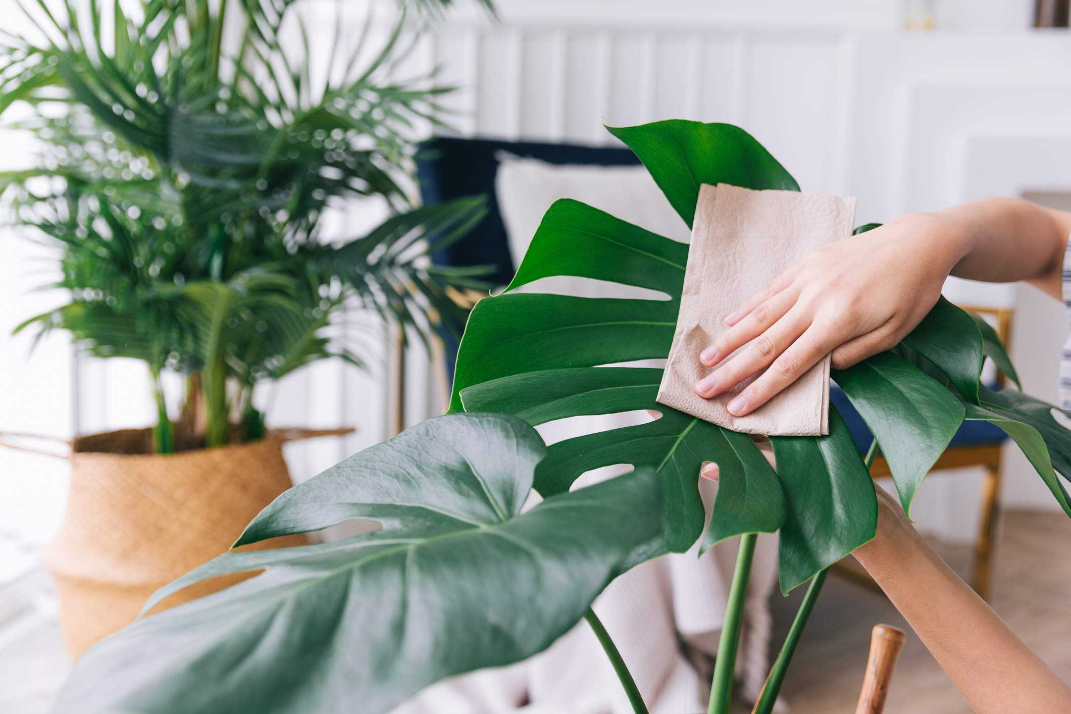 A-person-cleans-a-monstera-leaf-with-a-paper-towel.