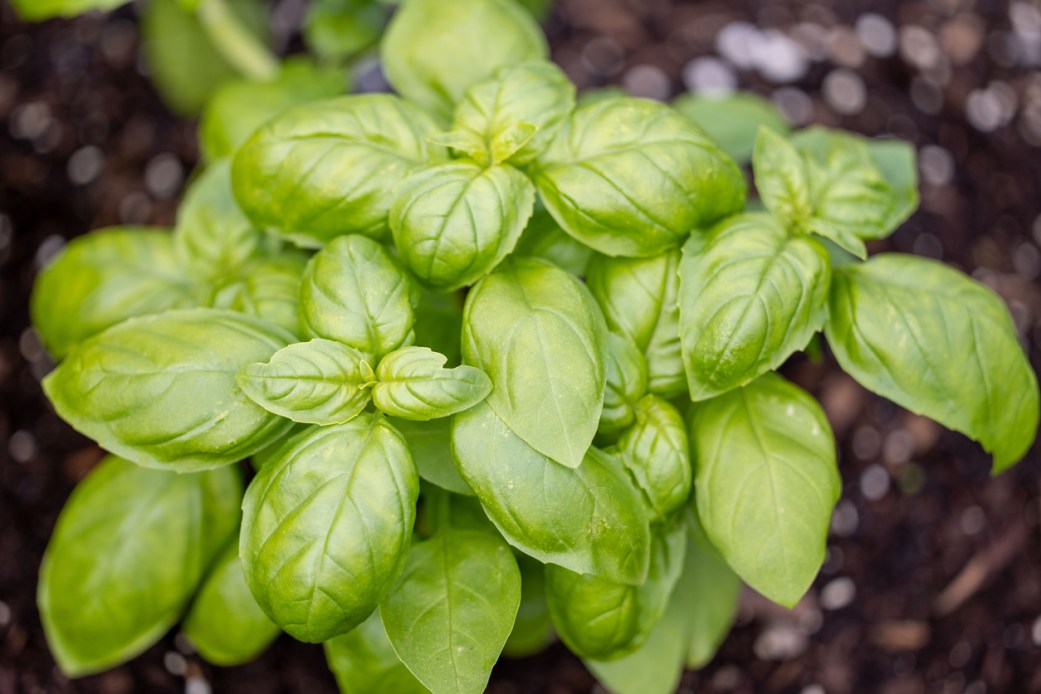 15 Companion Plants for Potatoes (and 5 to Avoid)