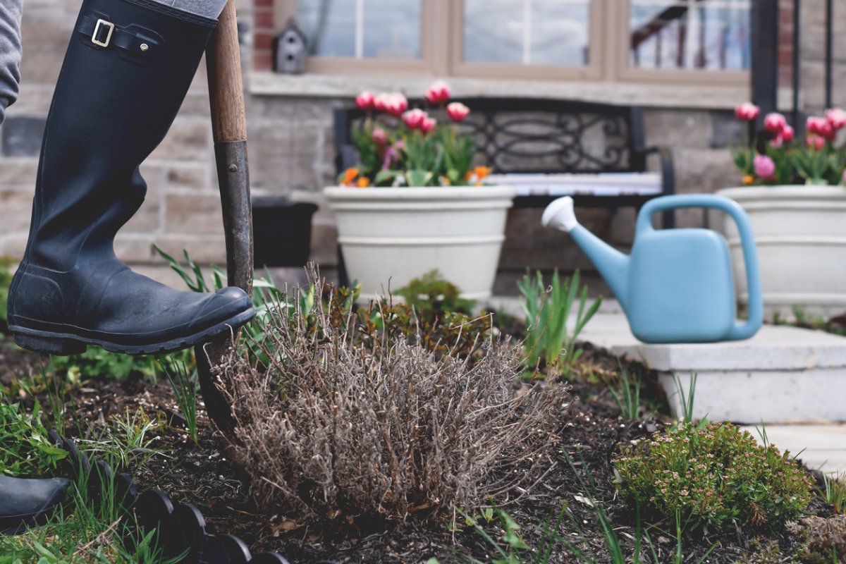 A-person-in-rubber-boots-uses-a-spade-to-dig-up-a-plant-that-looks-dead.