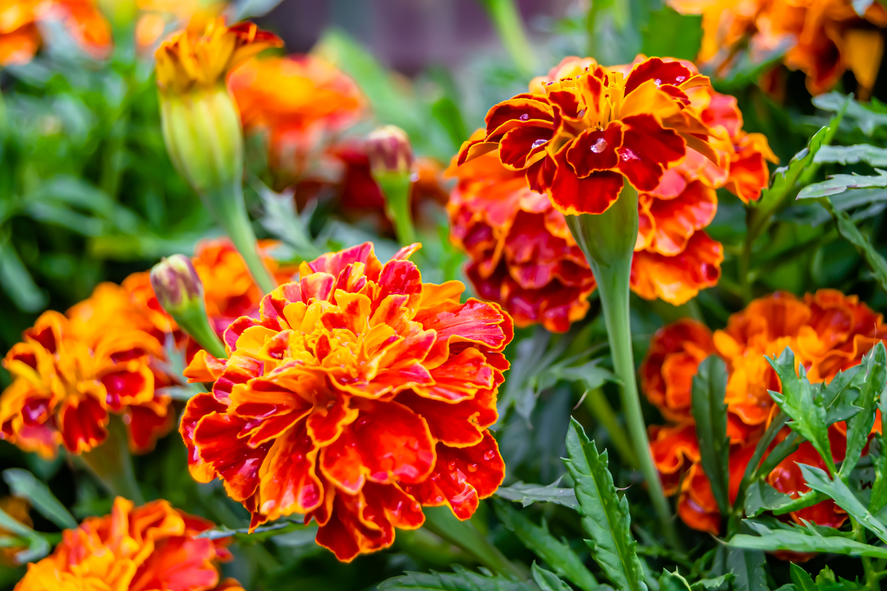 Orange marigolds growing together.