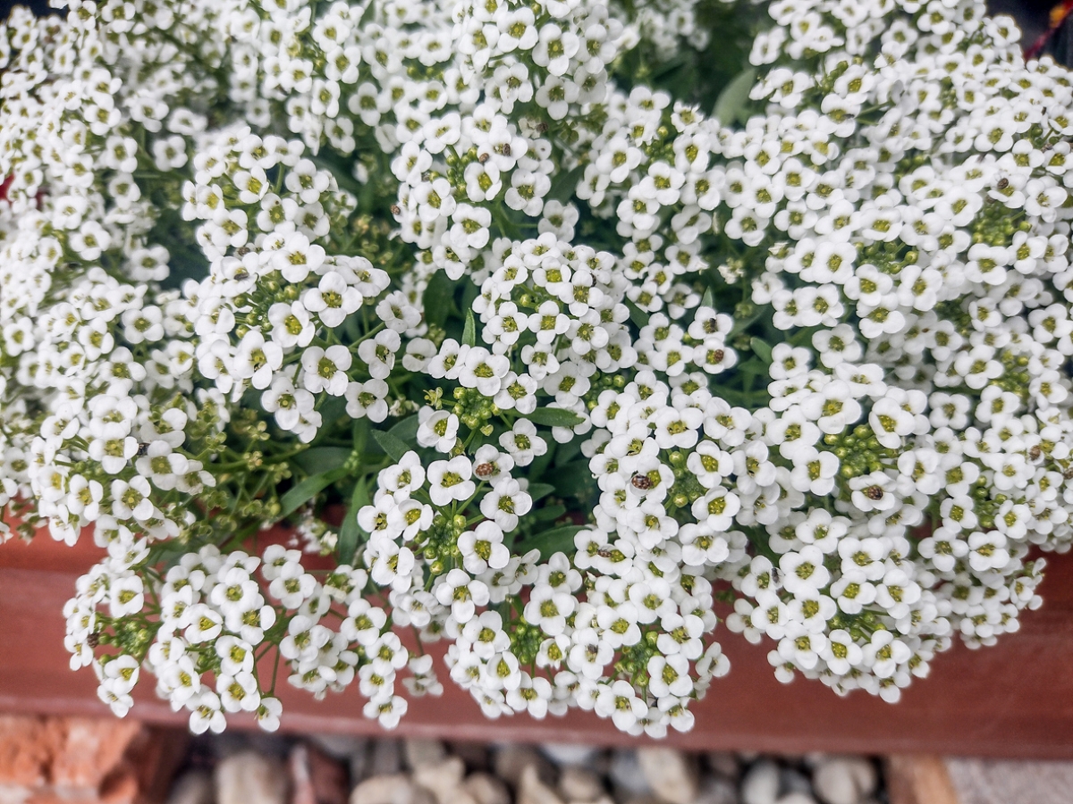 Bunches of white flowers.