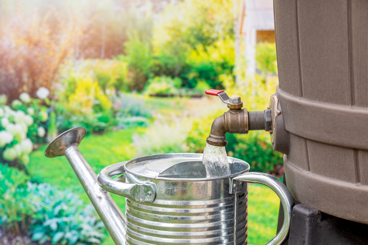 Water from rain barrel filling metal watering can.