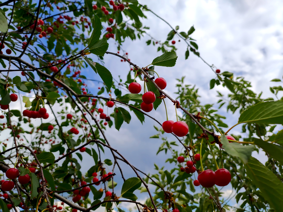 Sour cherry tree on sunny day.