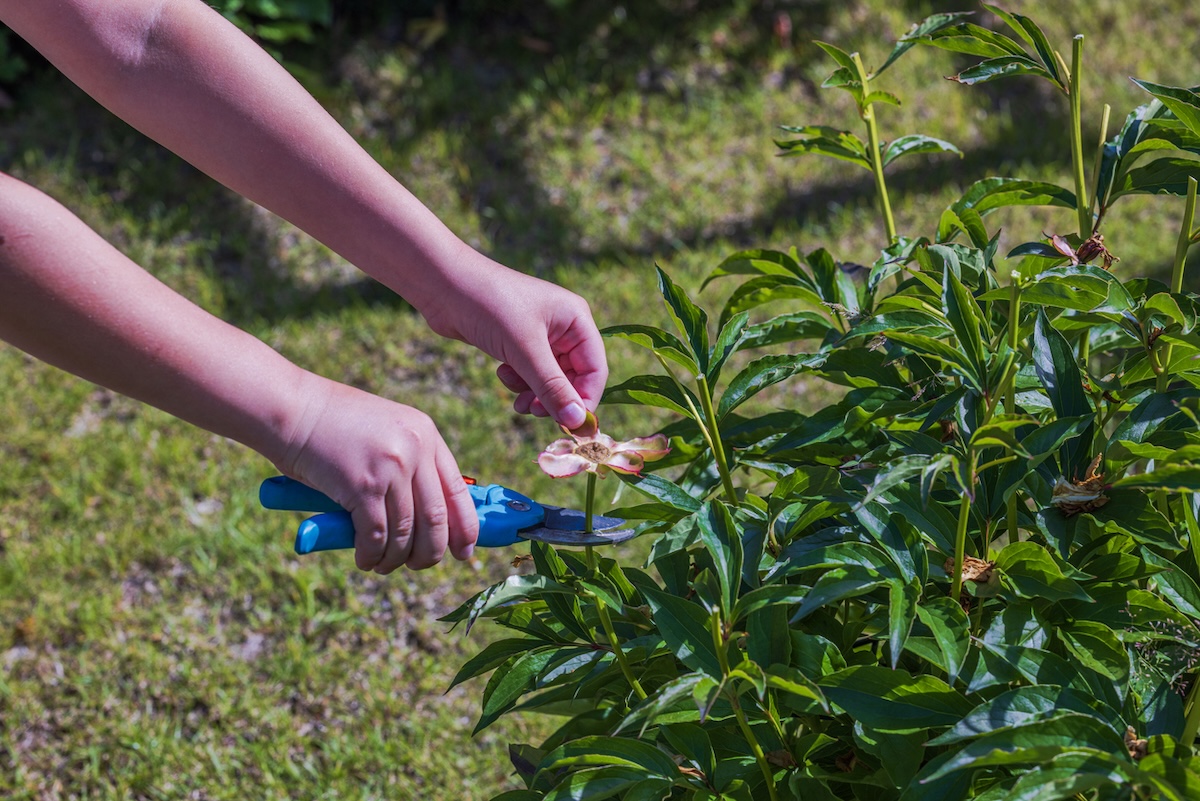 A person deadheading a peony bush with spent blooms.