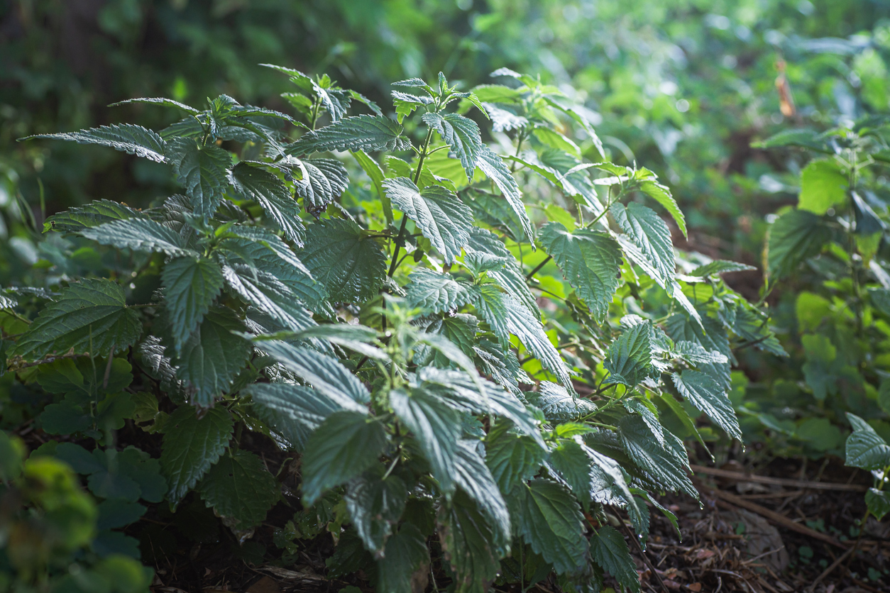 Dead nettle bushes growing in a forrest.