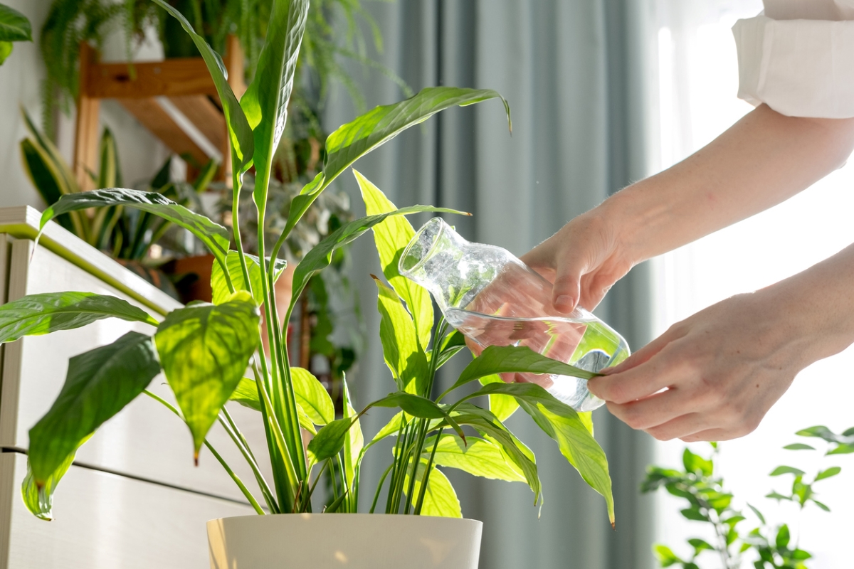 Person watering houseplant using bottler water jug.