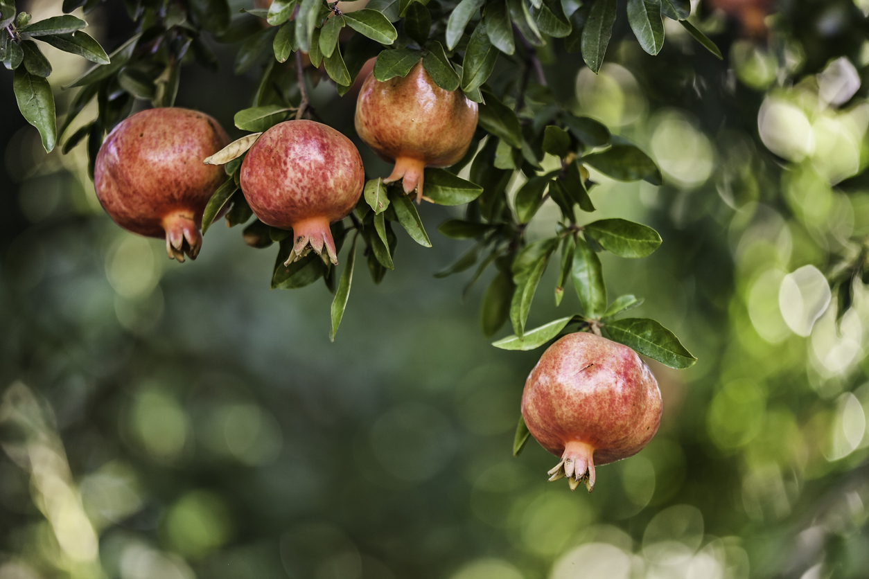 Multiple pomegranates growing on tree.