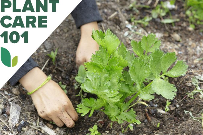 A person planting celery seedlings in a home garden with a graphic overlay that says plant care 101.