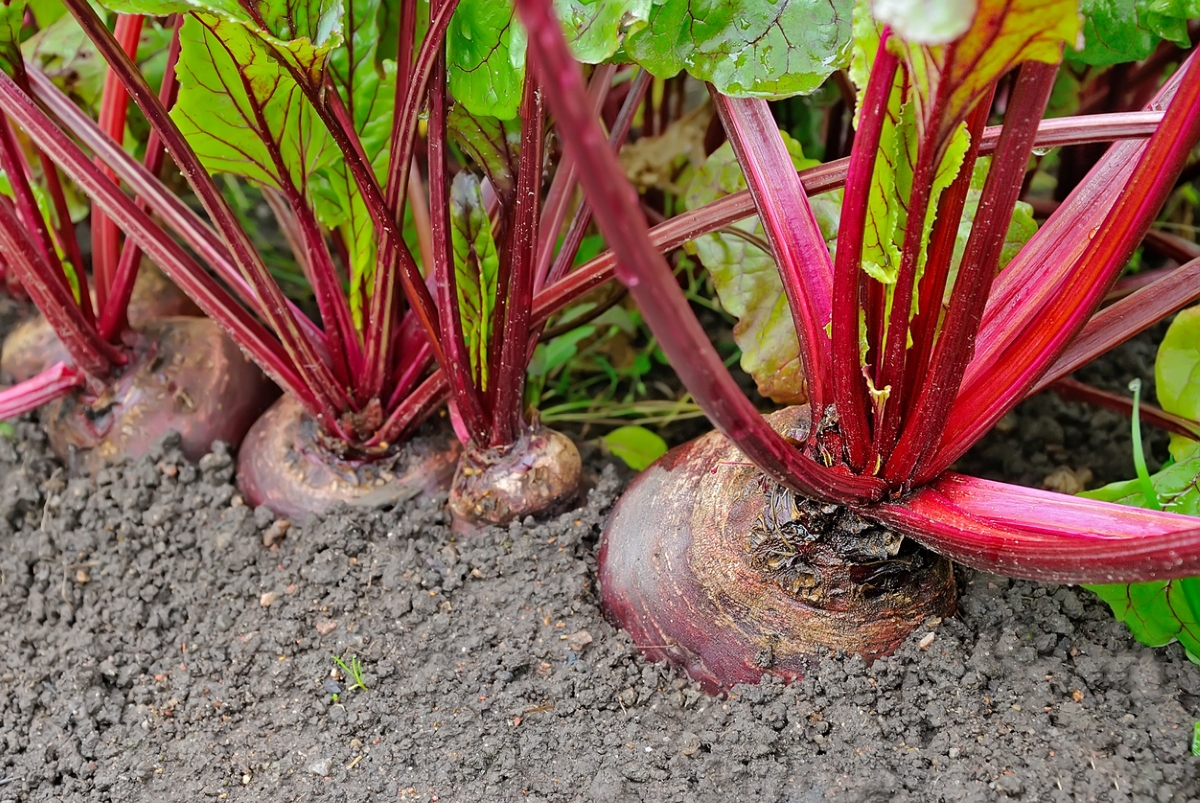 Red beets in garden.