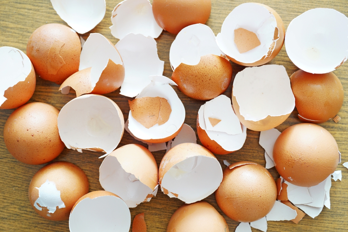 Many broken empty eggshells on wooden board.