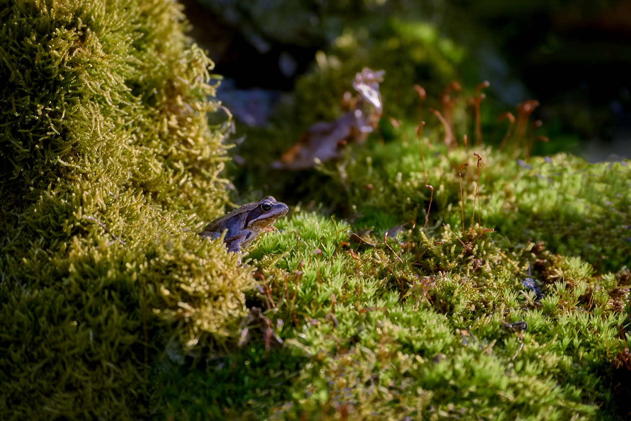 Small frog on large, green shrub.